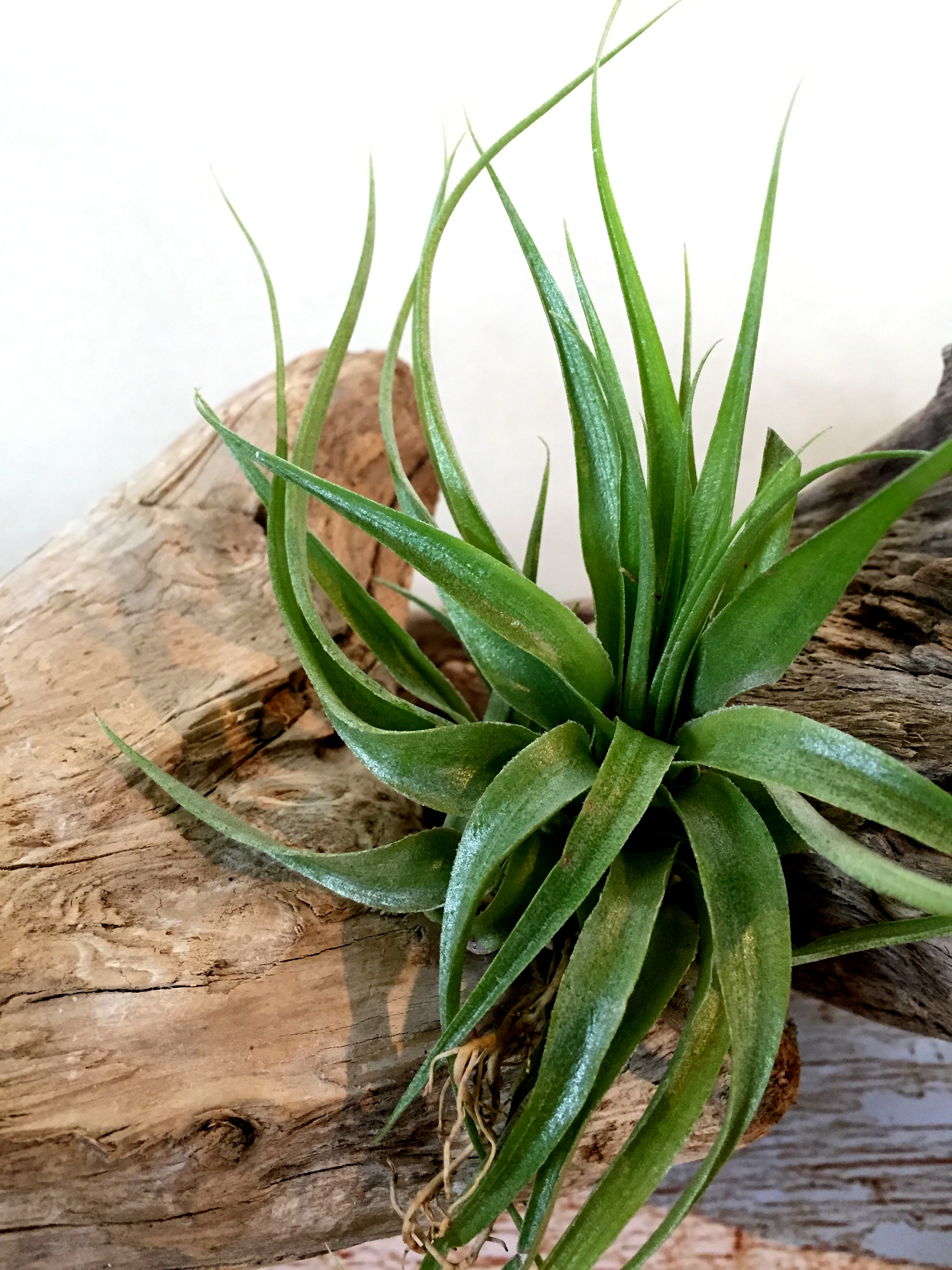 チランジア・ゲミニフローラ Tillandsia geminiflora 育て方 図鑑