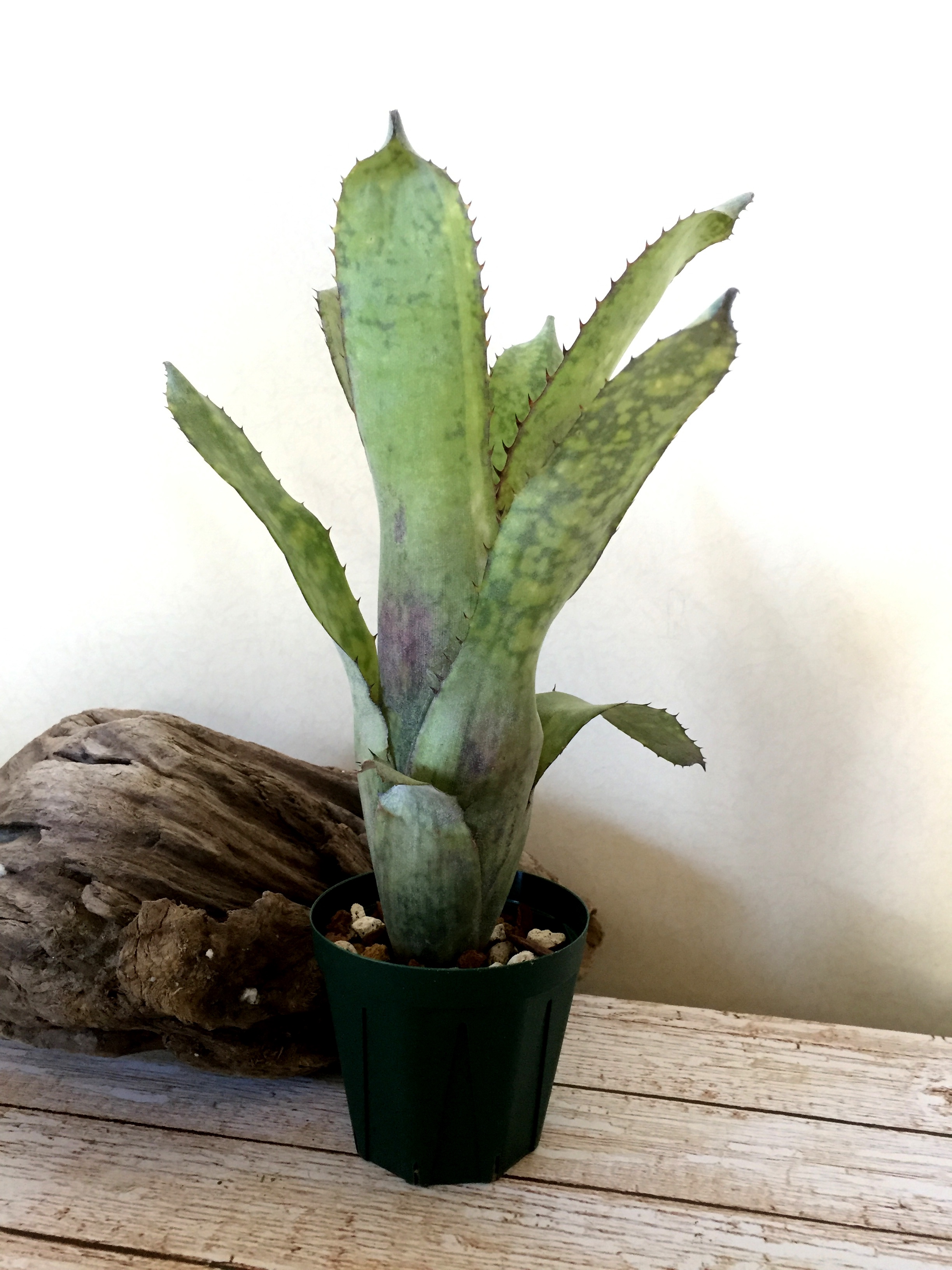 ビルベルギアアラカイ親株、子株のセット ビルベルギアアラカイ親株