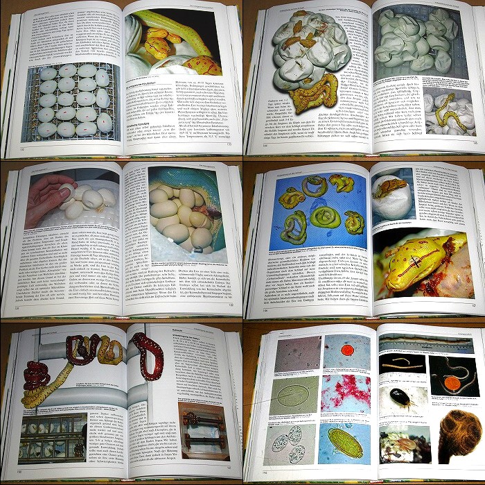 動植物関連書籍 ＞ 爬虫類 ＞ ヘビ ＞ ボア・パイソン ＞ グリーン