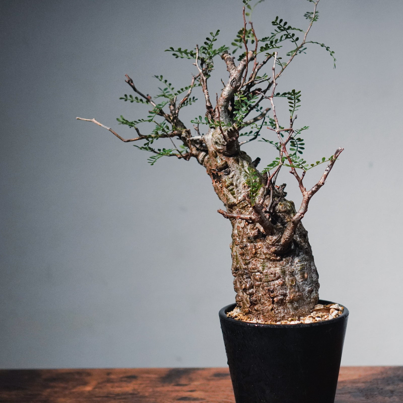 1点物】オペルクリカリア・パキプス | Operculicarya Pachypus – LAND