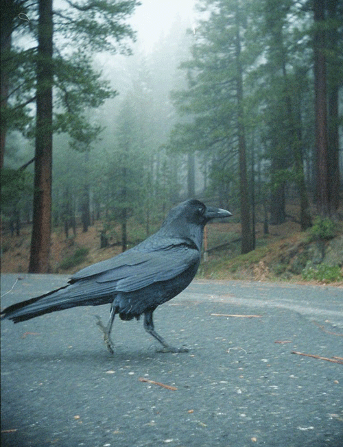Yosemite Raven - 3D GIF [Nishika N8000 - Portra 400] : r/analog