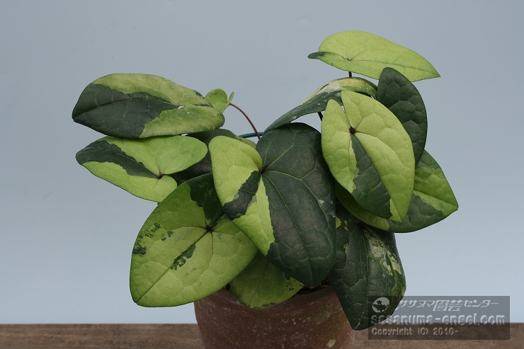 斑入りカンアオイ展を開催致しました。|雪割草・山野草・園芸資材の