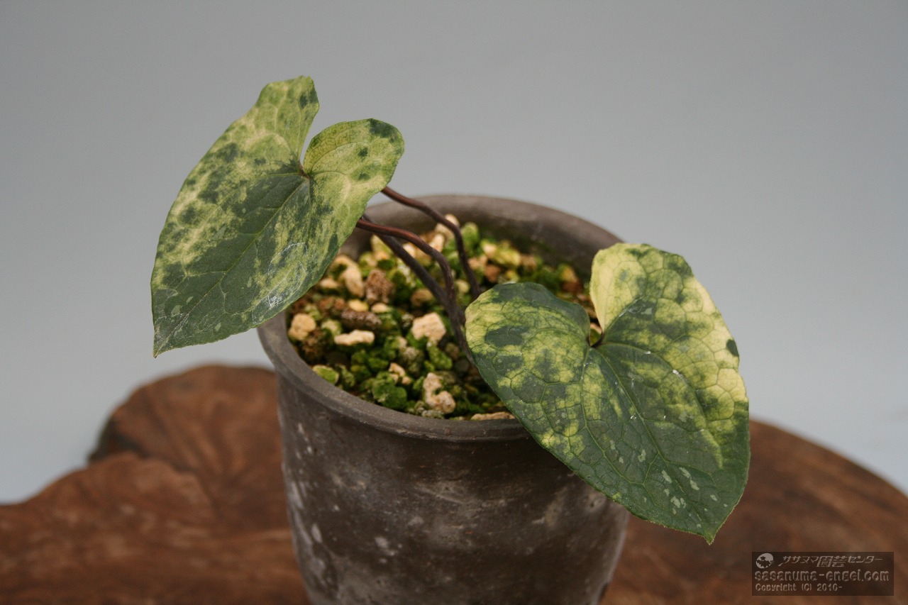 斑入りカンアオイ展（主催 斑楽会）」を開催致しました。|雪割草・山