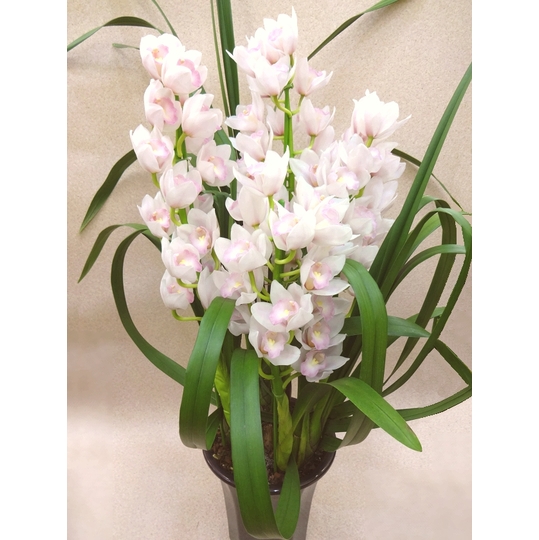 シンビジューム 『マリーローランサン』 4F 商品詳細 胡蝶蘭【グリーン