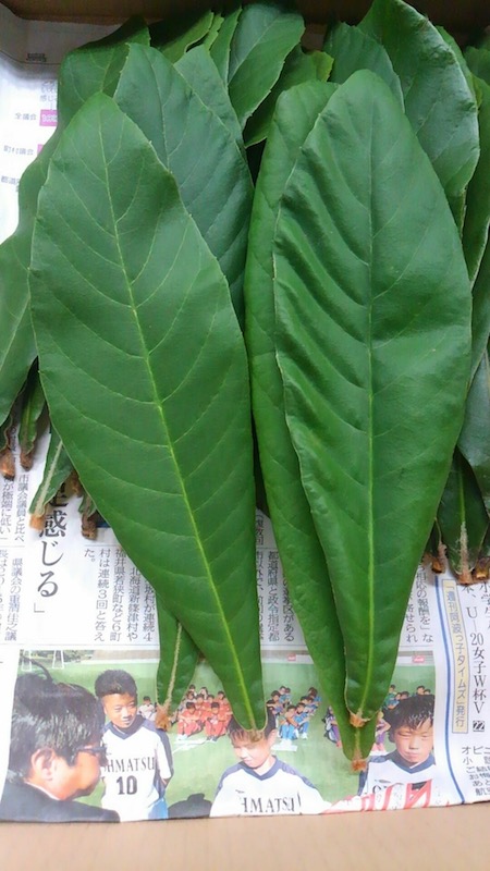 ビワの葉 徳島産 | 株式会社 新紙浅