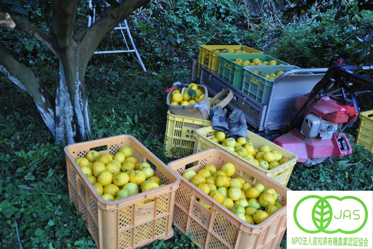 土佐にこだわる ゆず屋さん – 大豊グループ