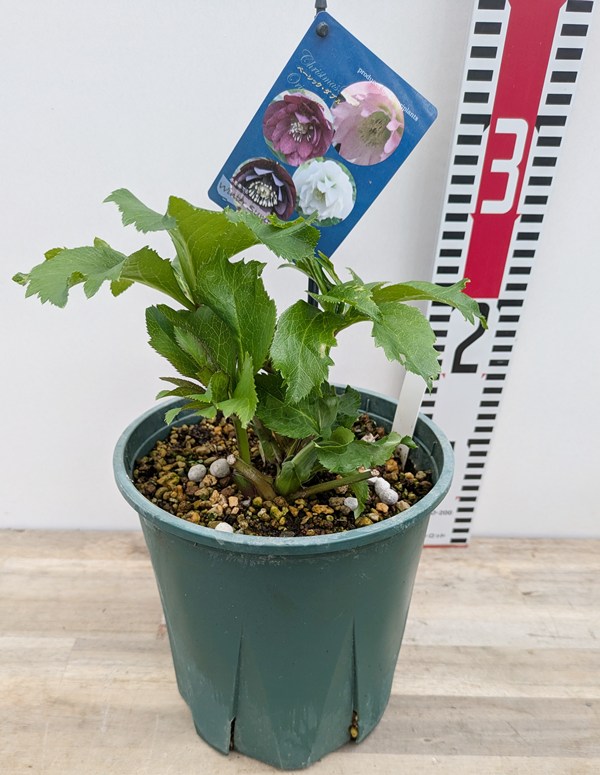 楽天市場】【現品】クリスマスローズ ウィンターシンフォニー ダブル