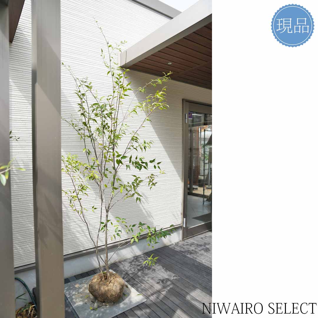 楽天市場】【現品】山採り【ハイノキ】株立ち 自然風樹形 樹高H≒225