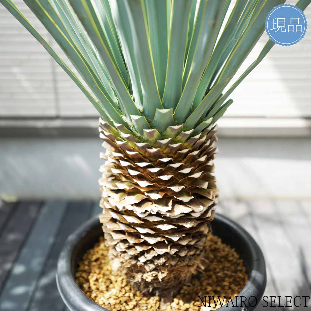 楽天市場】【現品】【マルデヌベス リギダver】ユッカ ハイブリッド