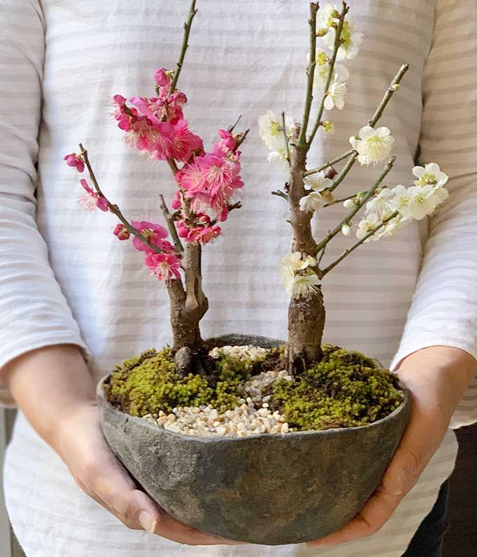 楽天市場】盆栽 梅 紅白 二本植え 紅梅 白梅 梅盆栽花咲くボンサイ