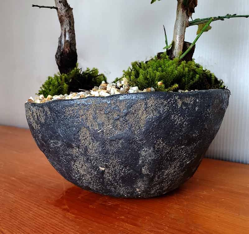 楽天市場】盆栽 梅 紅白 二本植え 紅梅 白梅 梅盆栽花咲くボンサイ