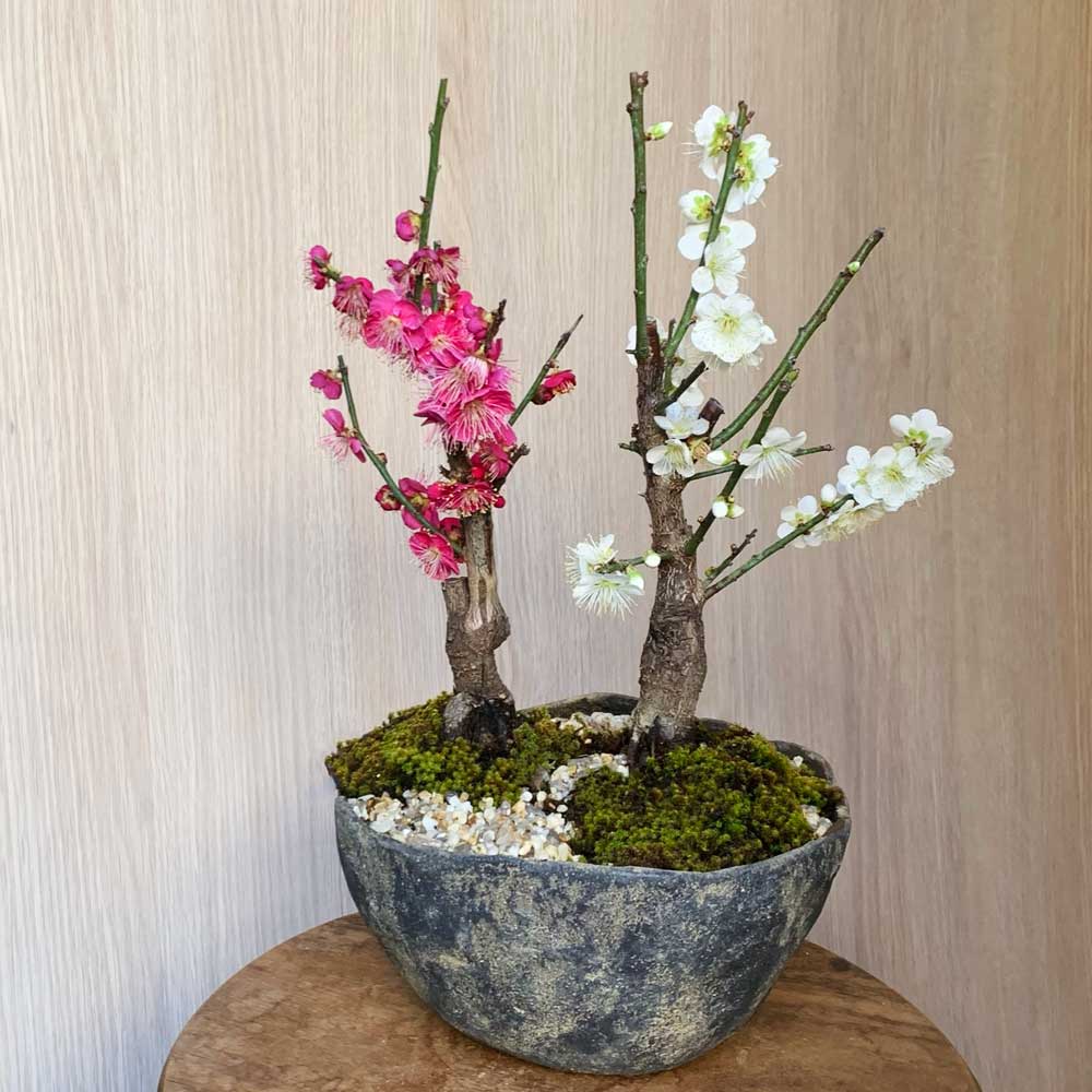 楽天市場】盆栽 梅 紅白 二本植え 紅梅 白梅 梅盆栽花咲くボンサイ