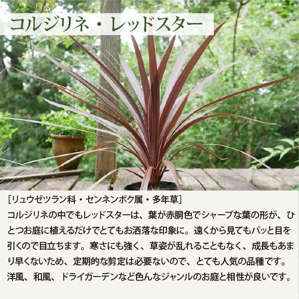 楽天市場】宿根草で作るオージープランツ風ガーデン ［B］広域セット