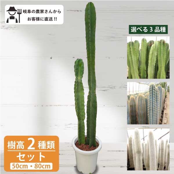 楽天市場】柱サボテン 樹高2種類セット（50cm・80cm） 5号鉢新築祝い