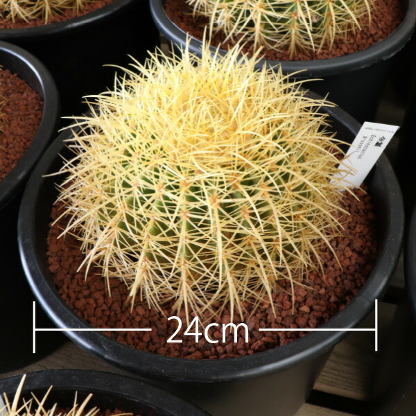 楽天市場】キンシャチ 金シャチ 金鯱 サボテン 8号 大苗 新築祝い 大型