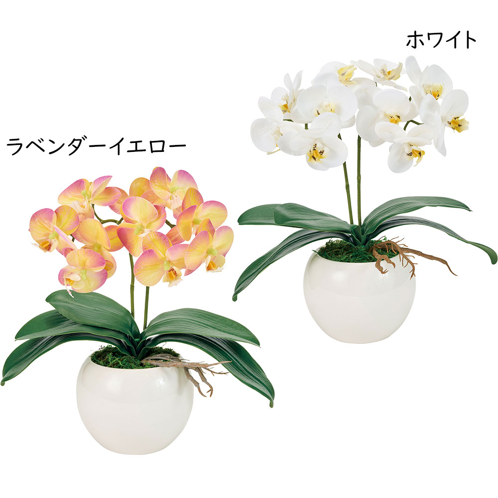 楽天市場】胡蝶蘭 鉢花 2本立 光触媒加工 ピュア オーキッド おしゃれ