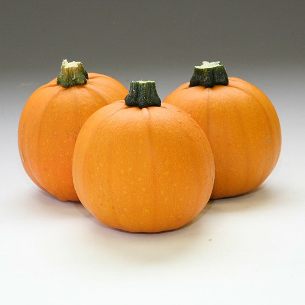 楽天市場】ハロウィン かぼちゃ 種の通販