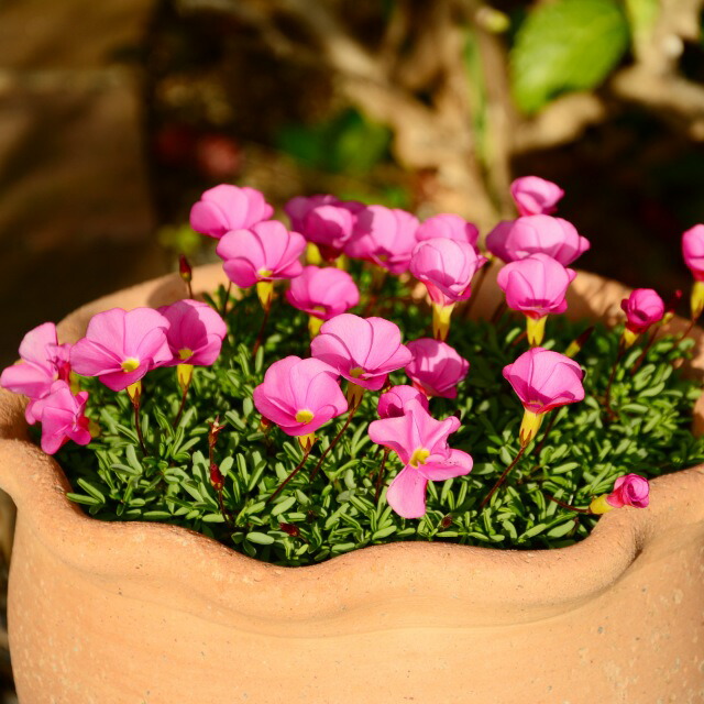 楽天市場】【オクサリス属】オキザリス桃の輝き 3.5号ポット（球根性