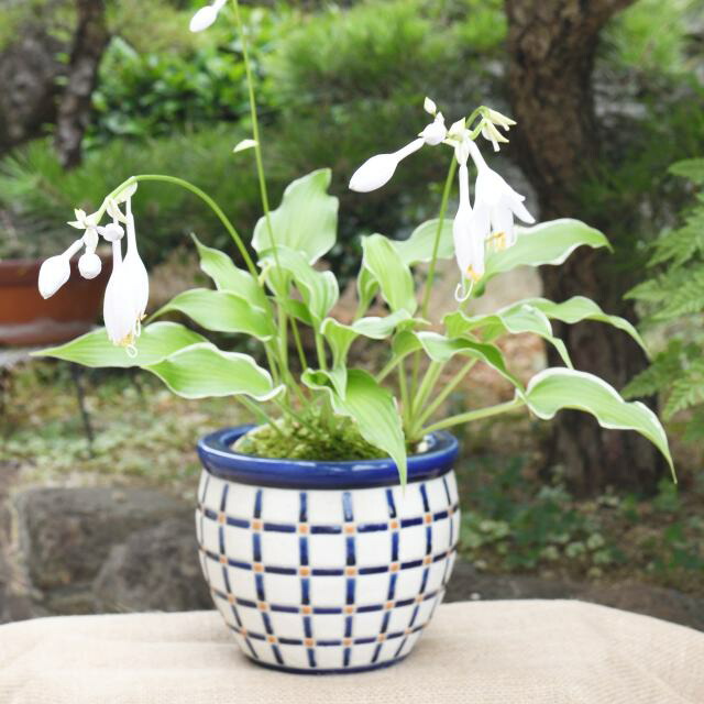 楽天市場】【ギボウシ属】斑入葉ギボウシ（フォスタ）3.5号ポット品種