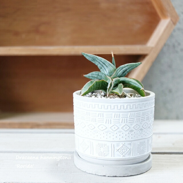 サンスベリア ロリダ 鉢」の人気商品一覧 | 安い商品を通販サイトから