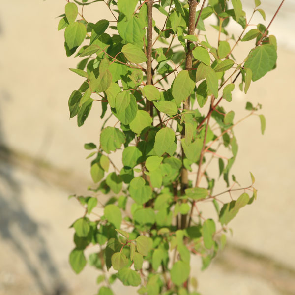 楽天市場】送料無料！庭木：桂の木（カツラの木） 寄せ植え(2-3本