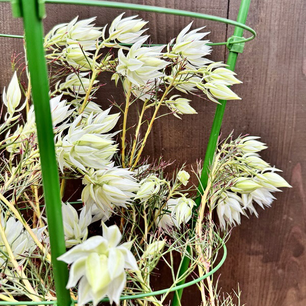 楽天市場】ジョーイセルリア ブラッシングブライド おしゃれ 観葉植物