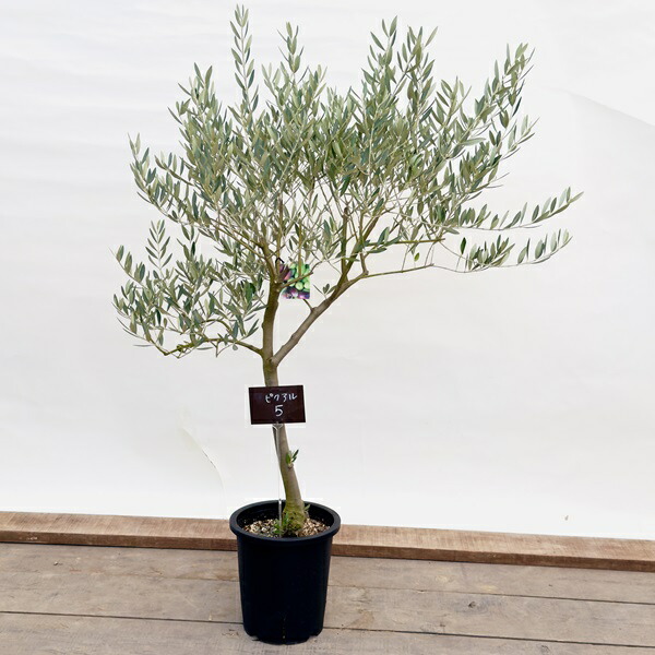 楽天市場】おしゃれ 観葉植物：オリーブの木 ピクアル 8号*現品5 SOUJU
