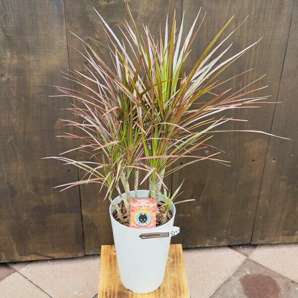 楽天市場】おしゃれ 観葉植物：ドラセナ コンシンネ 7号*レインボー