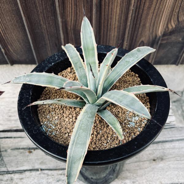 楽天市場】多肉植物：アガベ マクロアカンサ錦 覆輪*幅18cm 現品