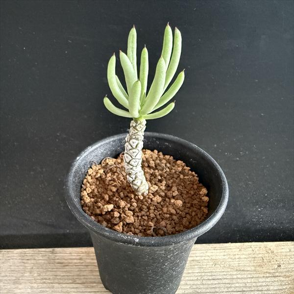 楽天市場】コーデックス：チレコドン ペアルソニー 白象 挿木*幹幅0.5