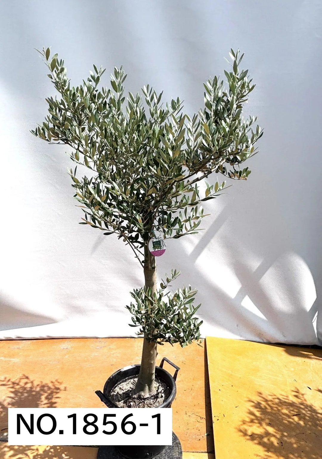 1856_1_1080x.jpg?v=1753117608