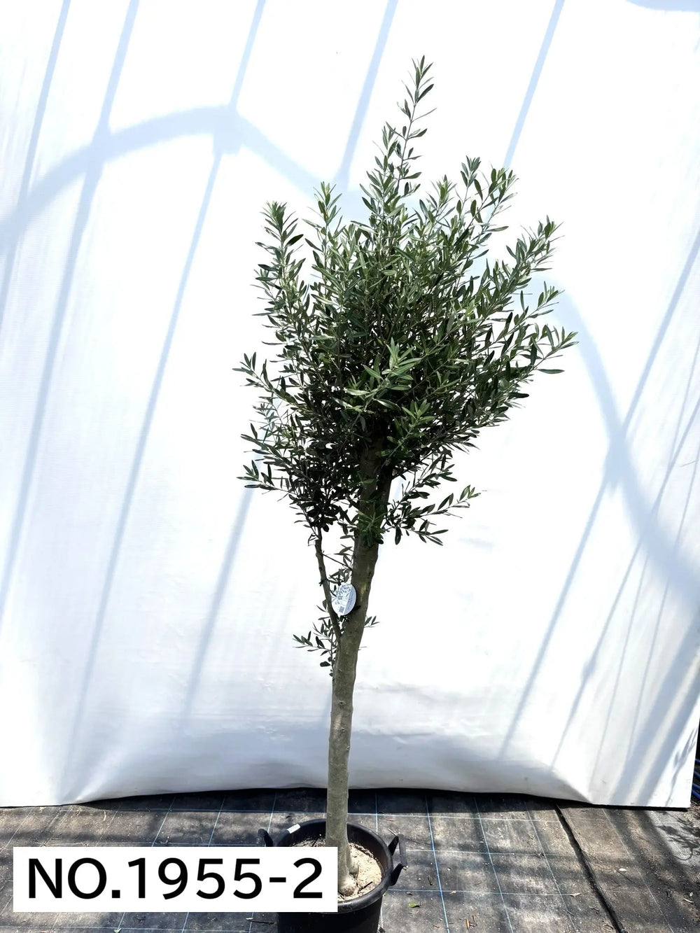 オリーブの木（全商品）｜写真の木をそのままお届け［現品販売］｜鶴亀