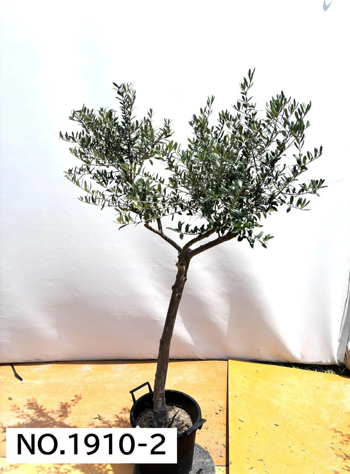 法人限定】ネバディロブランコ（オリーブの木）｜XL｜NO.1910｜約180cm