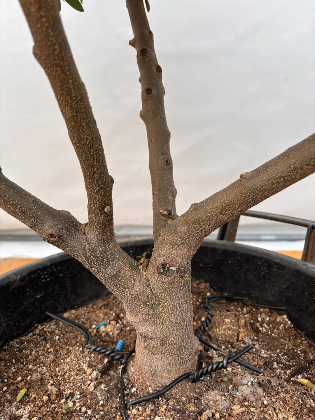 NEWネバディロブランコ（オリーブの木）｜XLサイズ｜No.2071｜約130cm