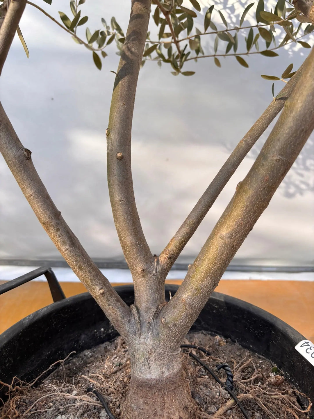 NEWコレッジョラ（オリーブの木）｜XLサイズ｜NO.2034｜約170cm｜寒冷