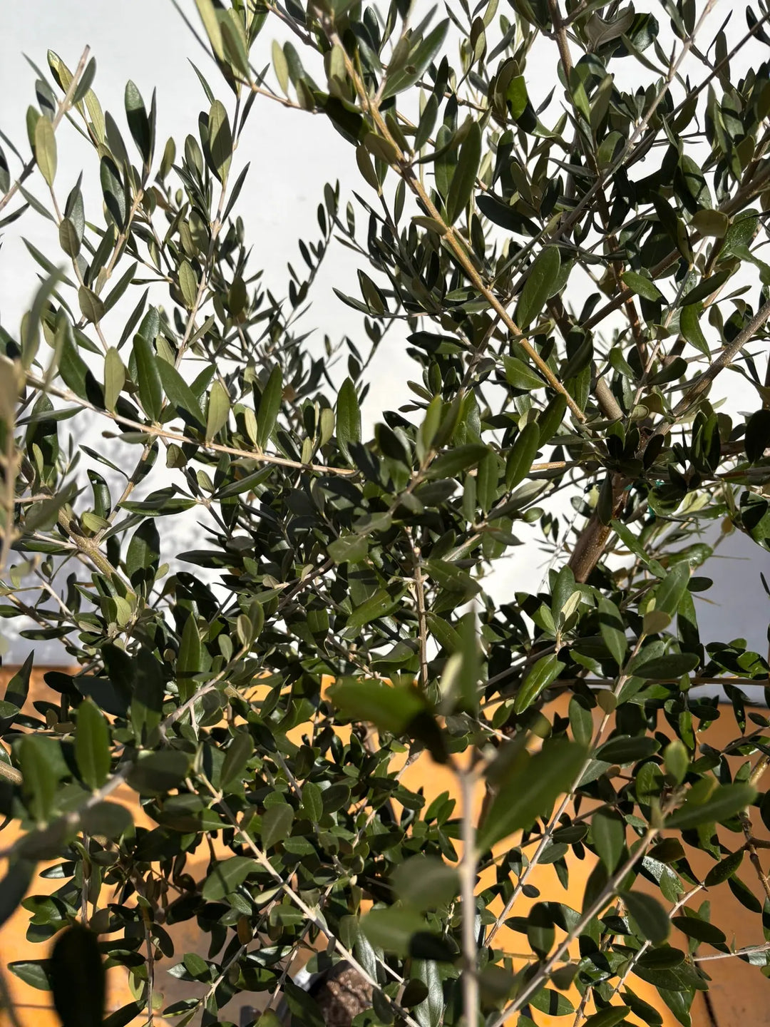 NEWコレッジョラ（オリーブの木）｜XLサイズ｜NO.2133｜約190cm｜寒冷