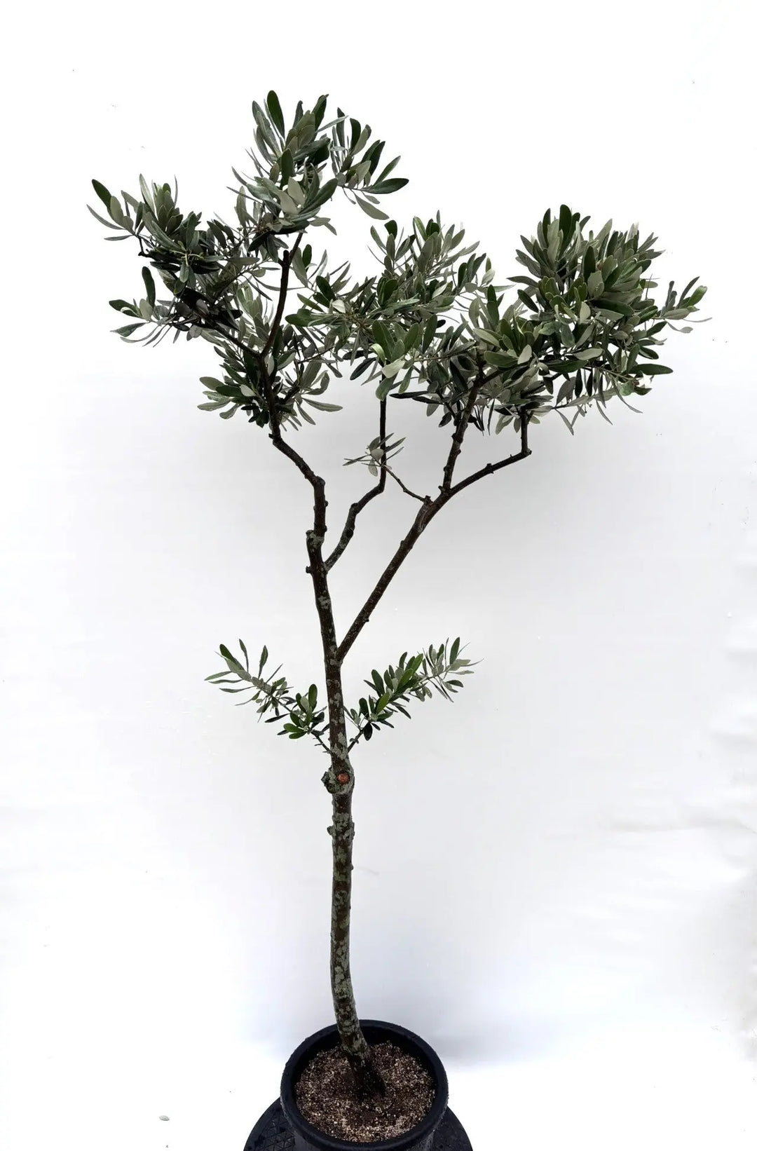 希少・白葉・室内向き】ホワイト（オリーブの木）〈柳型樹形〉｜1.6m