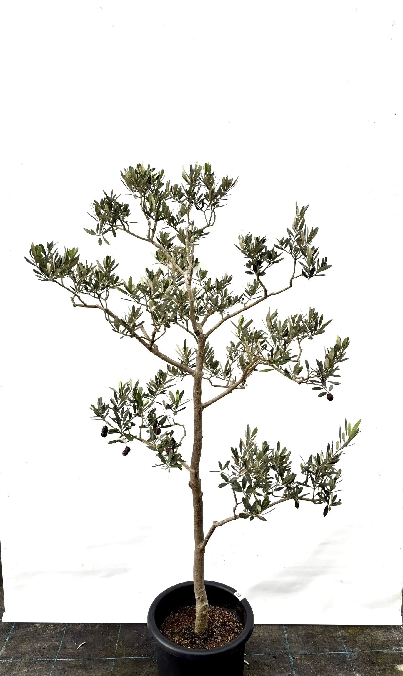 ホワイト Lサイズ 約160cm K-48 オリーブの木 - 株式会社鶴亀園