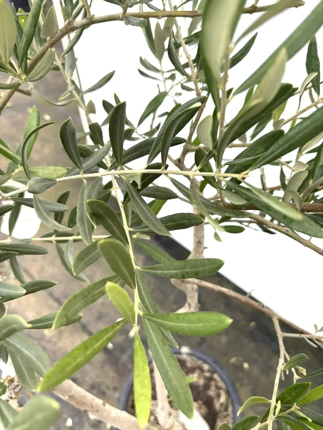 ブラックイタリアン Lサイズ 約160cm K-66 オリーブの木 - 株式会社鶴亀園