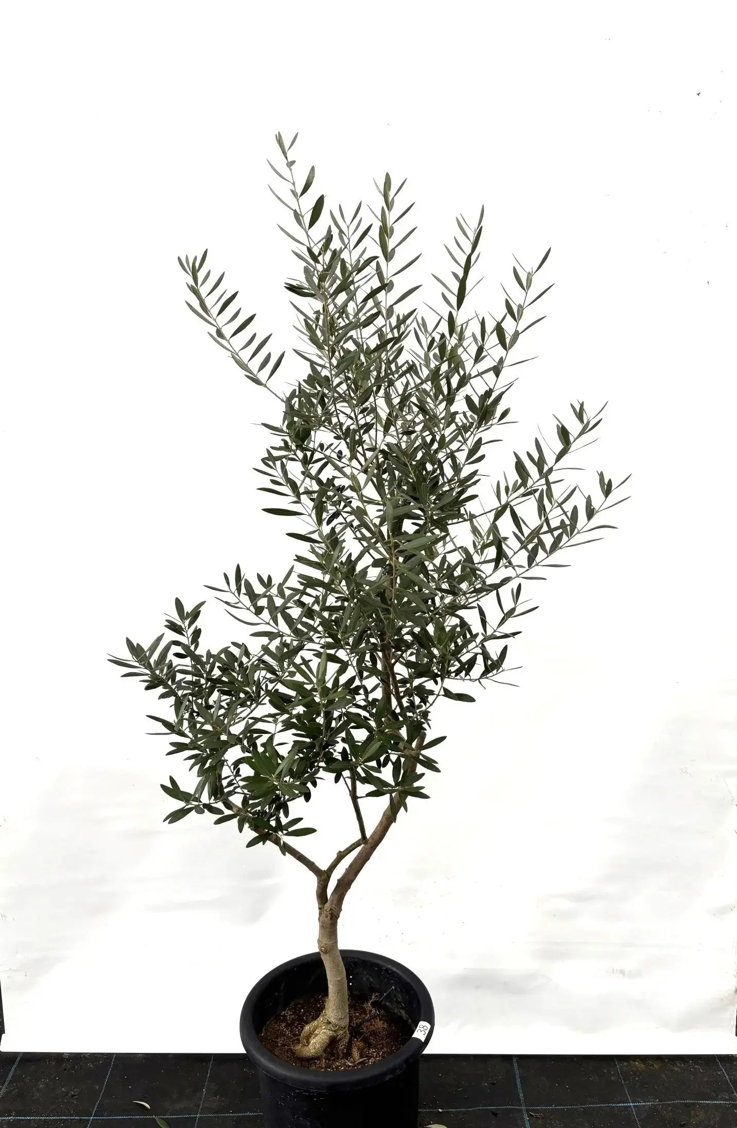 ネバディロブランコ Lサイズ 約160cm K-38 オリーブの木 - 株式会社鶴亀園