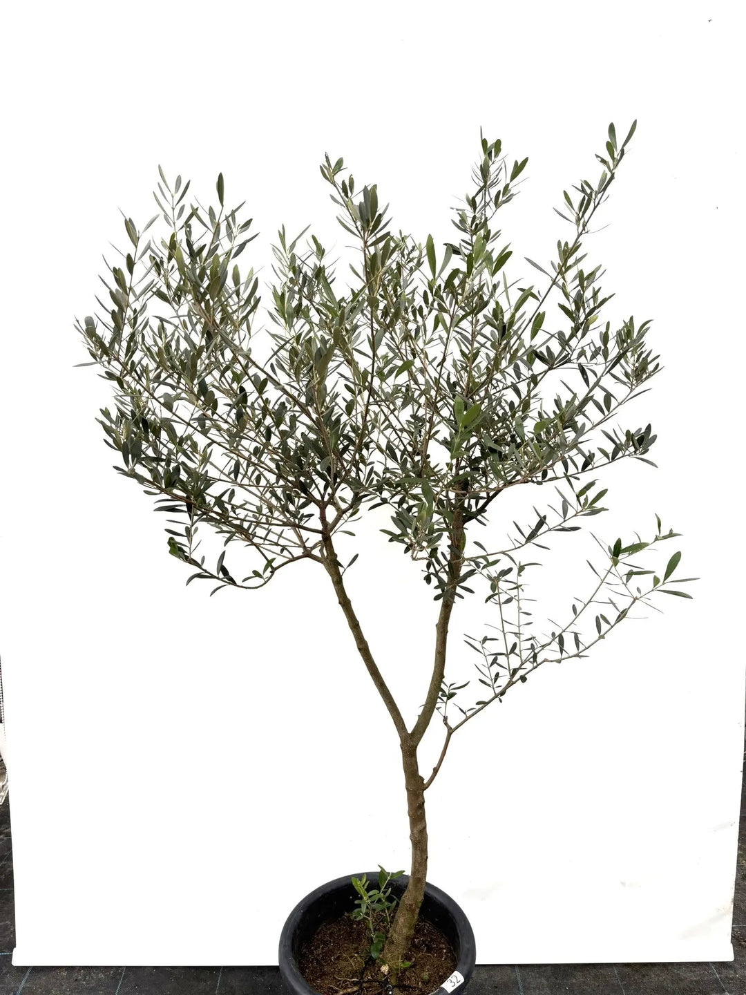 ネバディロブランコ Lサイズ 約150cm K-32 オリーブの木 - 株式会社鶴亀園