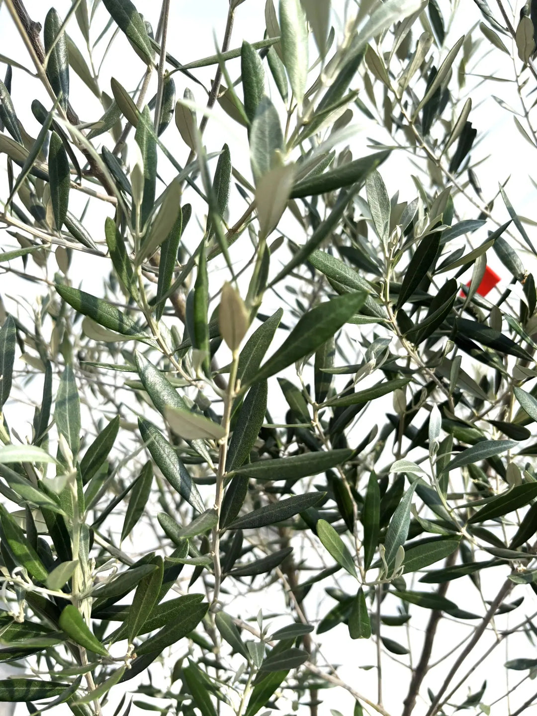 人気・直立型】ミッション（オリーブの木）〈シンボル向き〉｜200cm｜L