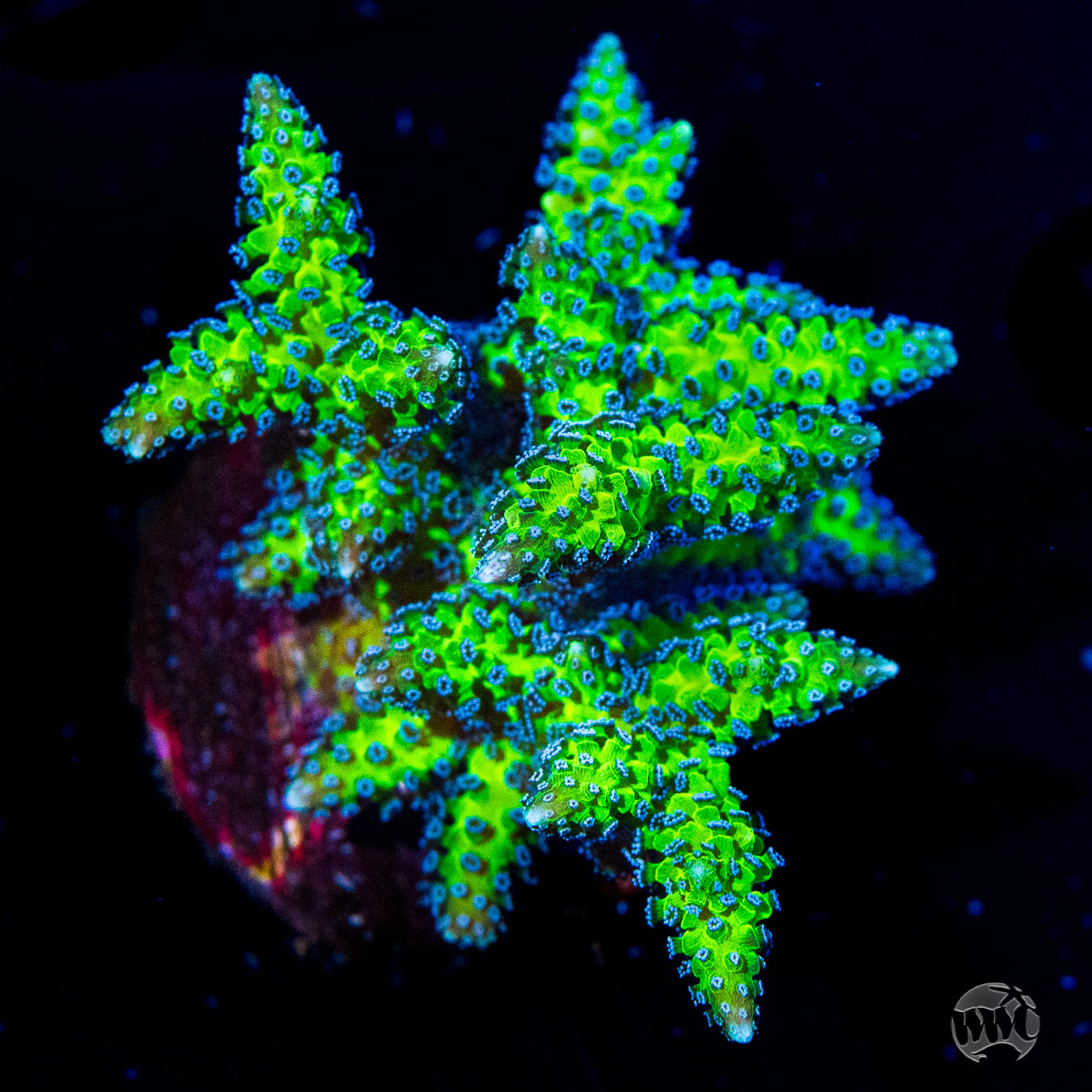 R66 Queensland Sizzler Birdsnest Coral | World Wide Corals