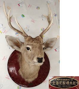 鹿の剥製の買取 ｜ 札幌で出張買取を頑張るリサイクルショップアスティ