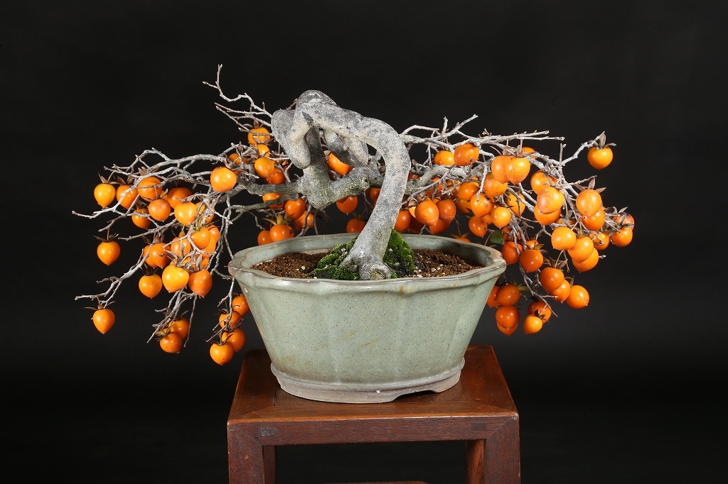 老爺柿 約50年 | 雨竹亭オンラインショップ