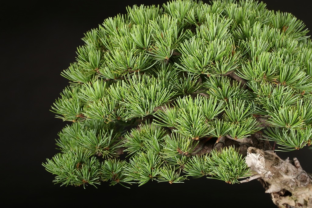 盆栽 那須娘 五葉松 樹高36cm Amazon.co.jp: 那須五葉松 八房品種