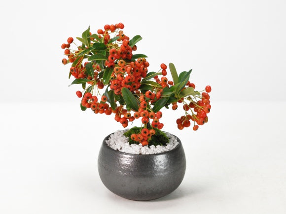 ミニピラカンサの盆栽を販売｜入門は盆栽妙 – 盆栽妙 本店