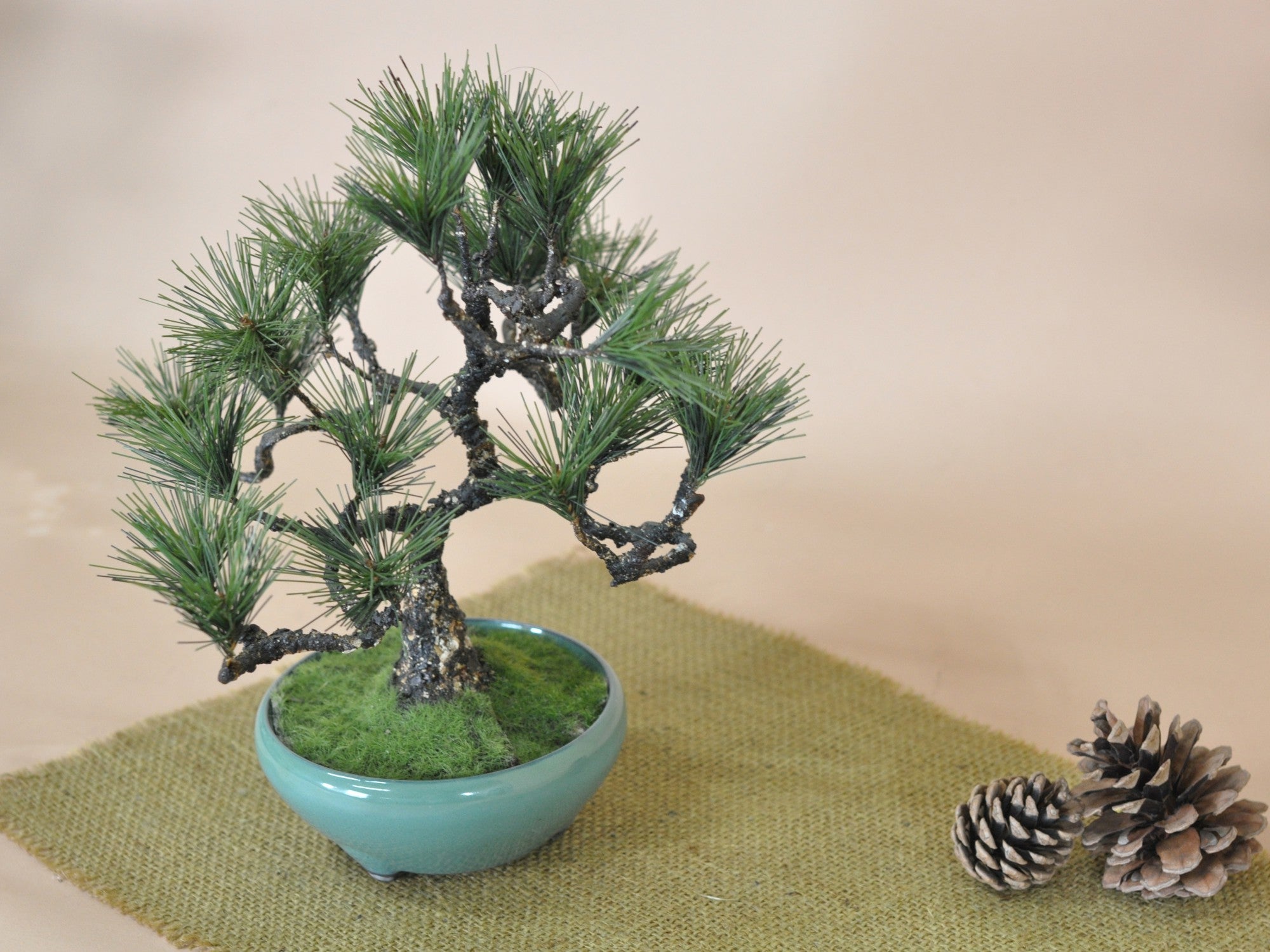 造花盆栽 松 中サイズの販売｜盆栽妙 – 盆栽妙 本店
