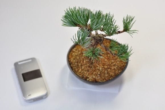 三河の五葉松の盆栽を販売｜入門は盆栽妙 – 盆栽妙 本店