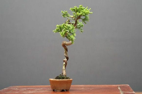 糸魚川真柏 豆盆栽 樹齢15年の一点物盆栽を販売｜盆栽妙 – 盆栽妙 本店